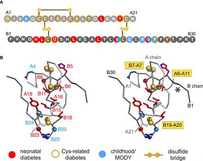 Frontiers | Structural Lessons From the Mutant Proinsulin Syndrome